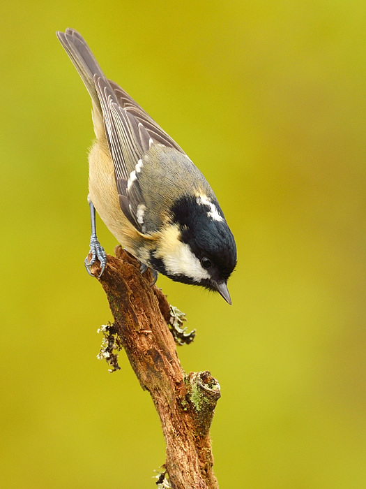 Coal Tit 2