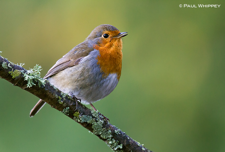 Friendly Robin