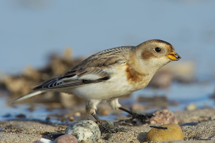 Snowbunting 11