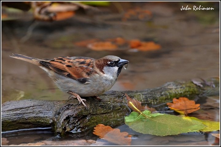  Sparrow with a drip