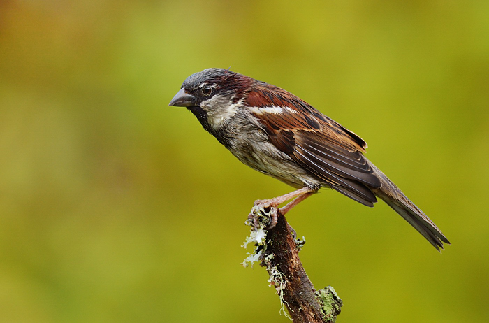 Soggy Sparra'