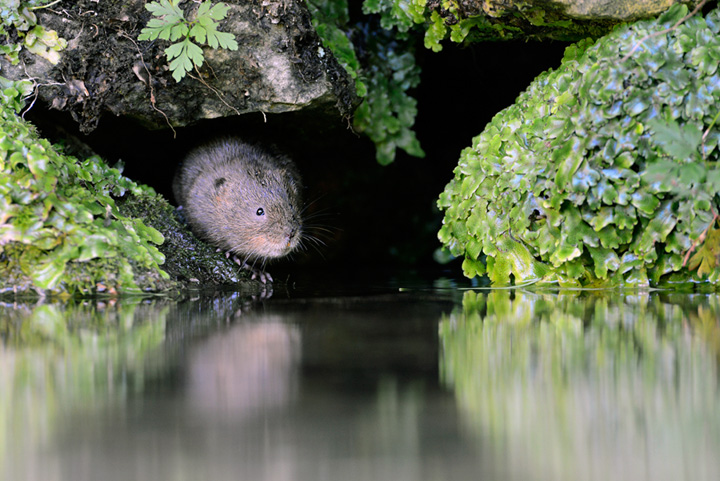 Water vole + repost