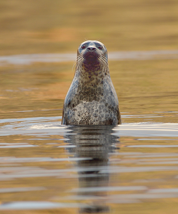Spy-hopping Common Seal
