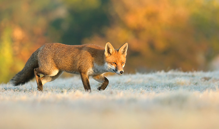 Fox in Frost