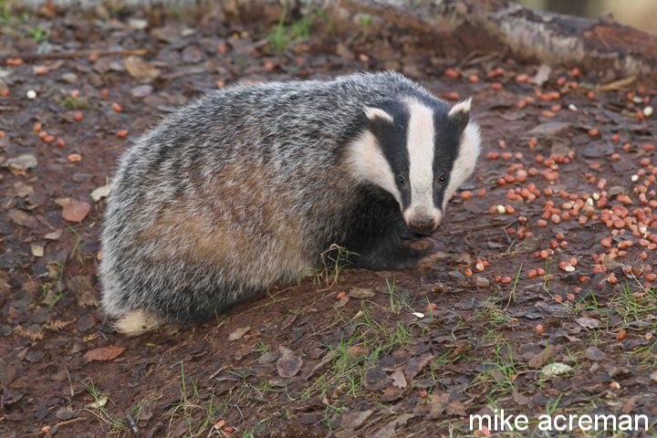 badger