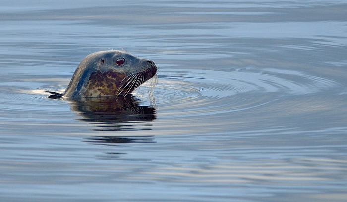 Seal