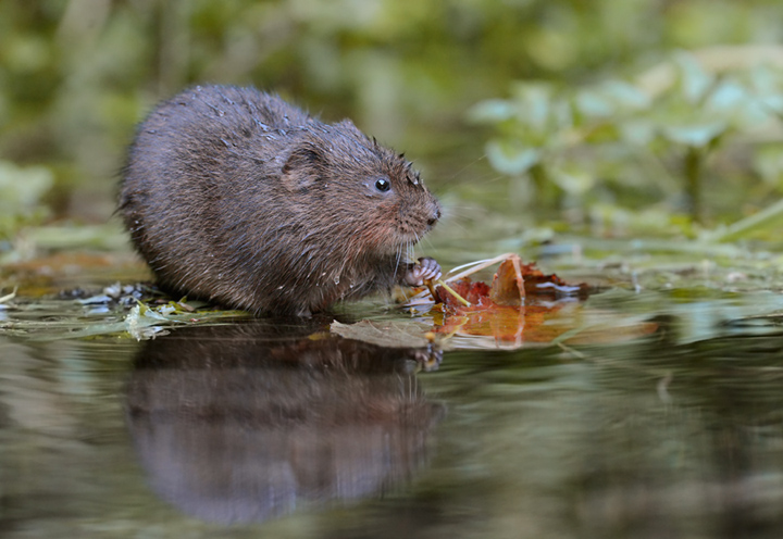 Water vole II