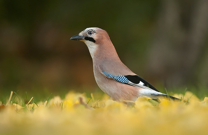 Jay