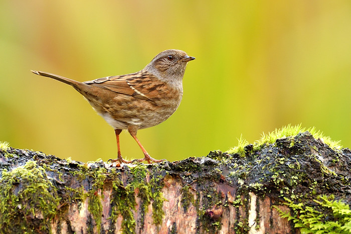 Dunnock (again!) + Re-post