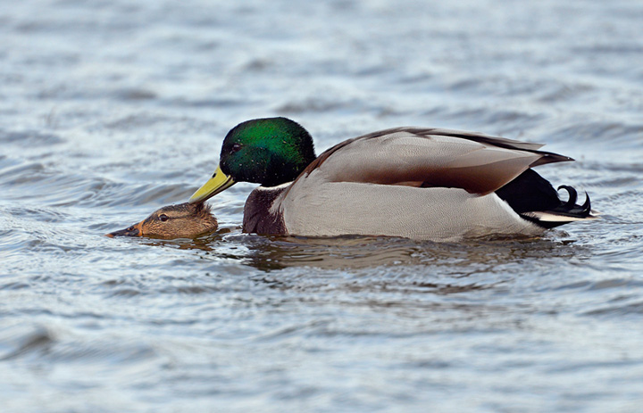 Mallards