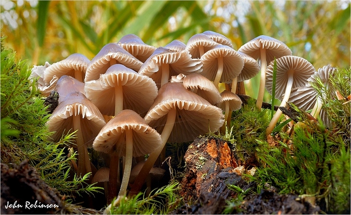 Mycena stack