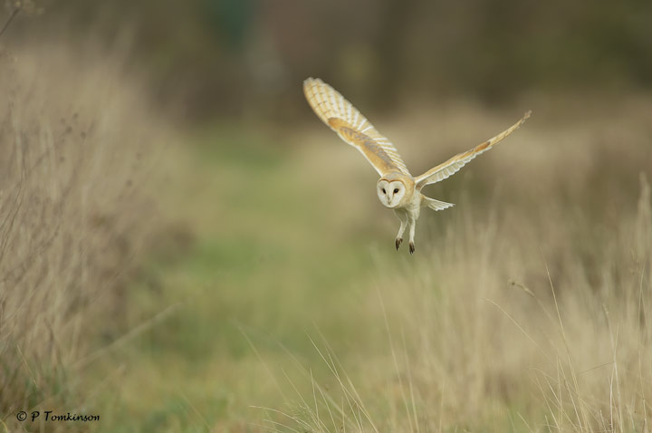 Barn Owl