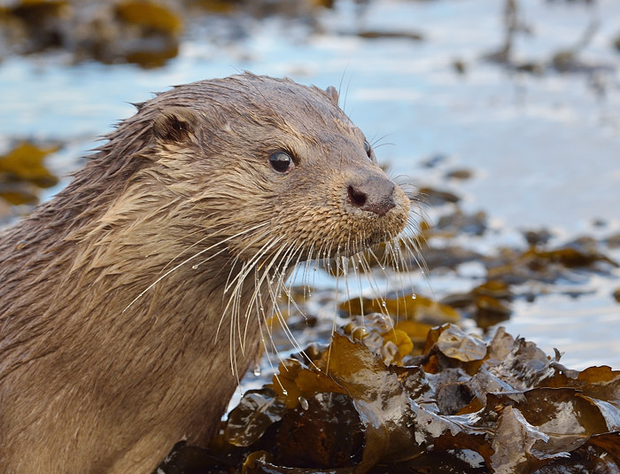 Otter