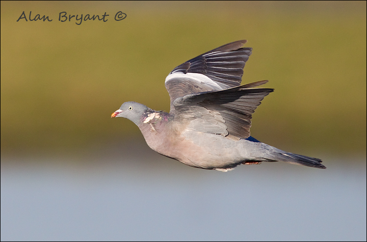 Wood Pigeon In Flight