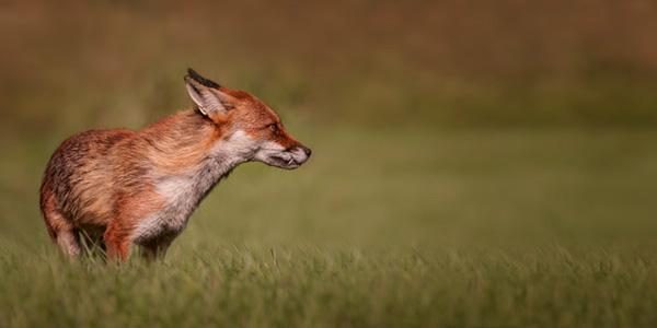 fox