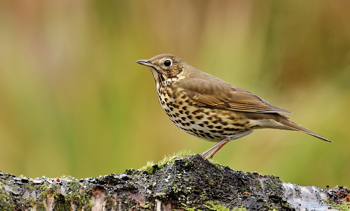 Song thrush