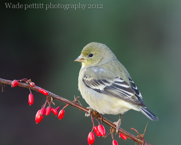 Lesser and berries