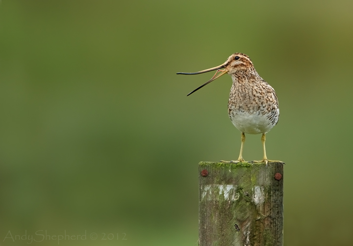 Snipe bill stretch