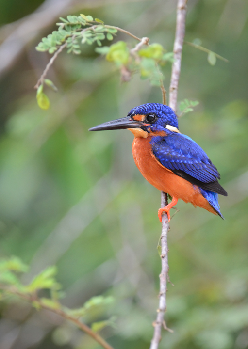Blue-eared kingfisher