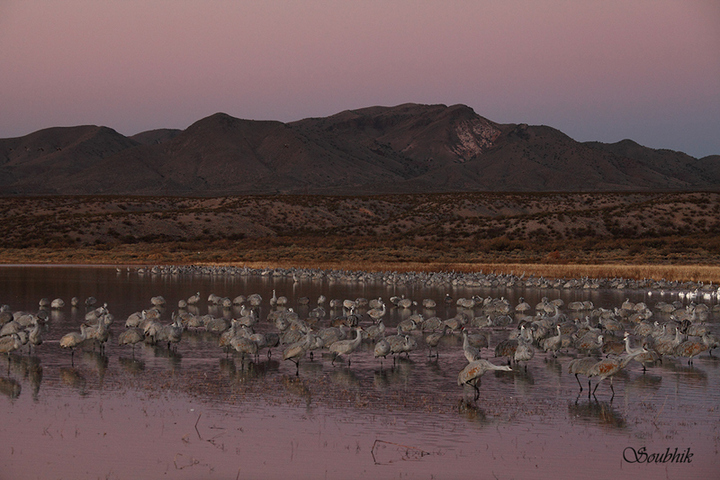 A day at Bosque