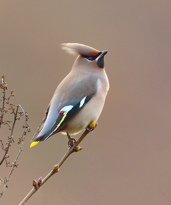 Bohemian Waxwing + original
