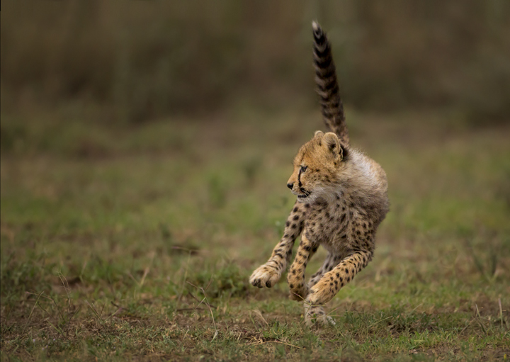 Cheetah cub