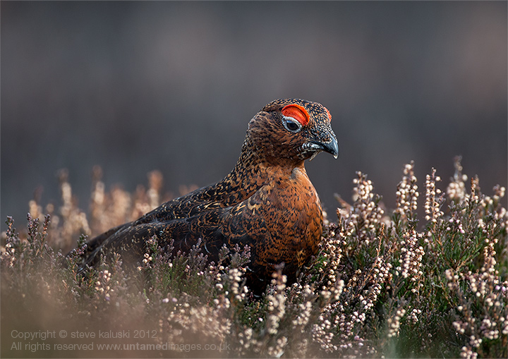 Pondering Grouse