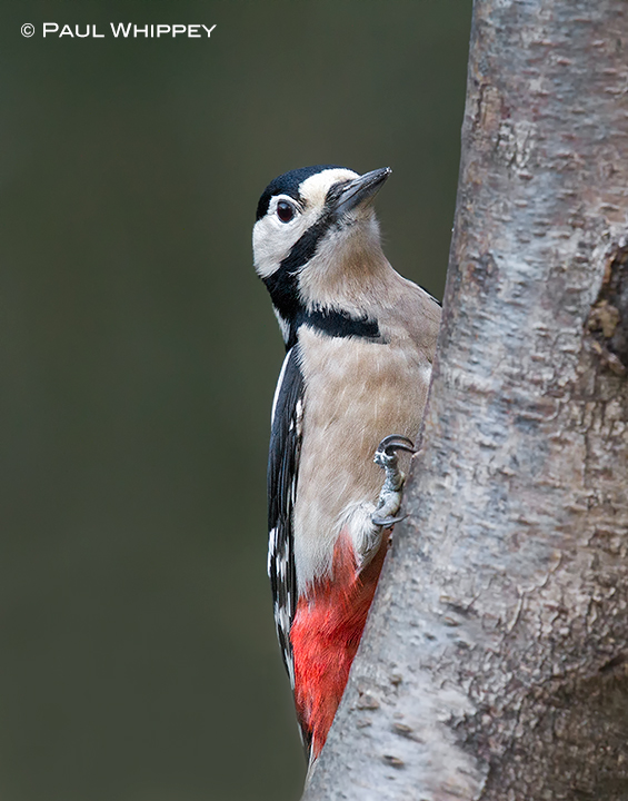 Greater spotted