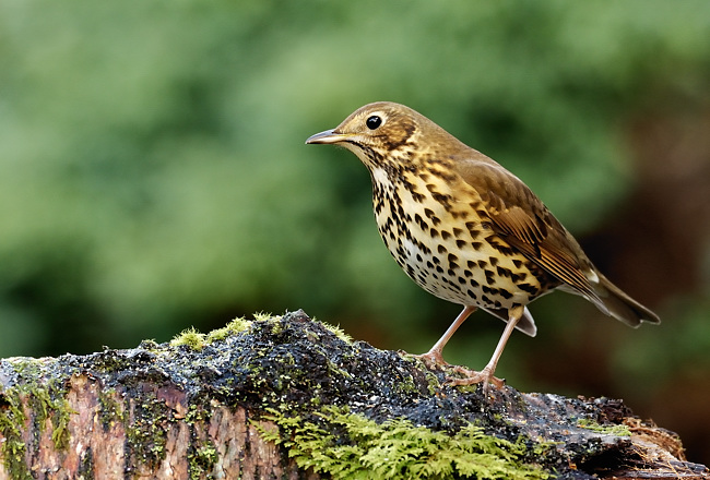 Song Thrush with feets.