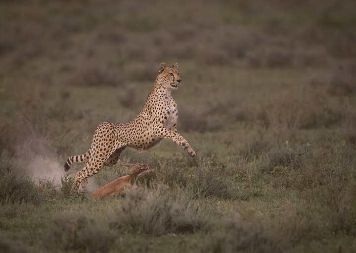 Cheetah leaping