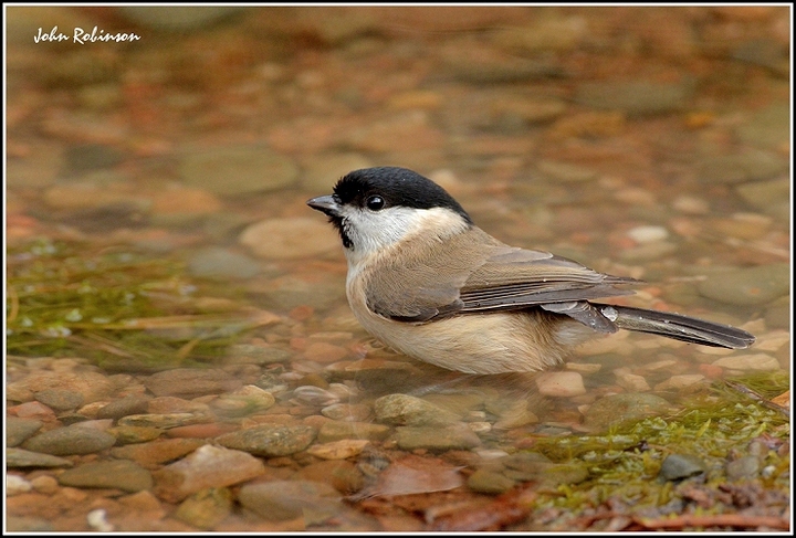 Marsh Tit with ActiveD Lighting