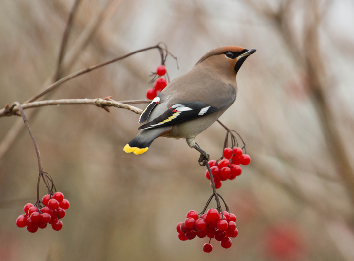 Waxwing + reposts