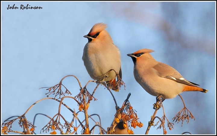 Waxwings