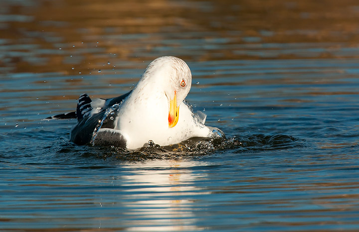 Lesser Black-backed Gull