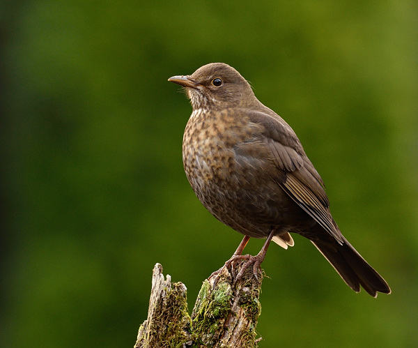 Mrs Blackbird