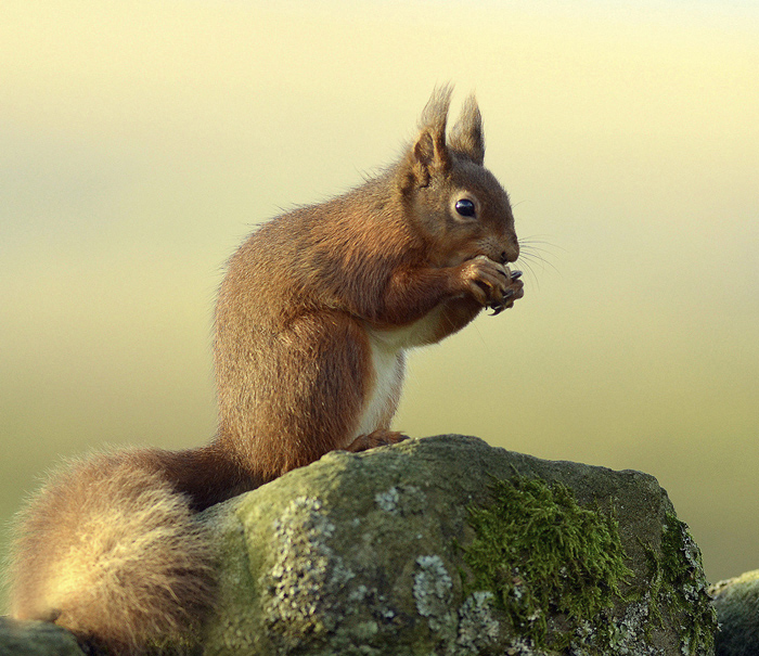 Red Squirrel+repost.