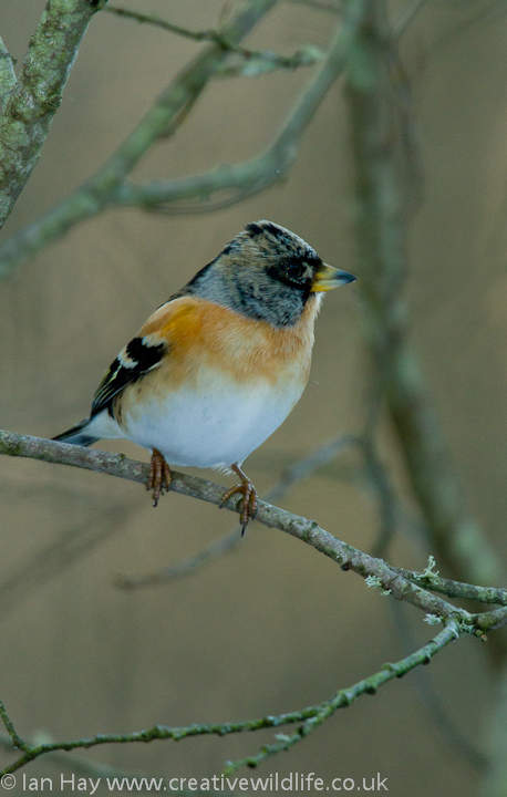 Brambling 