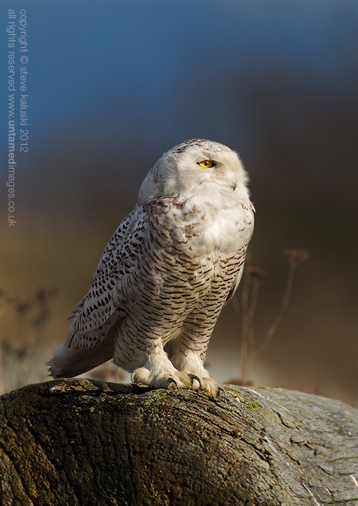 Snowy Owl taking in the rays