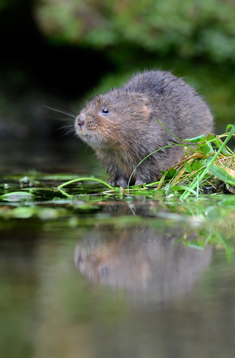 Water vole III