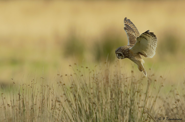 Shorteared Owl