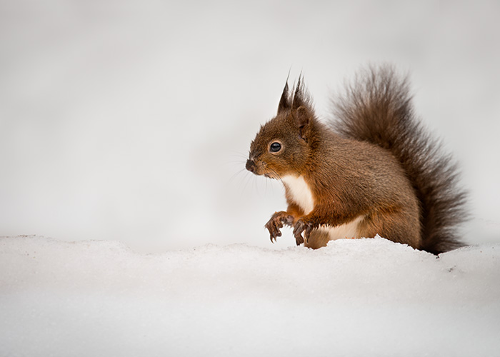 Red Squirrel in Snow