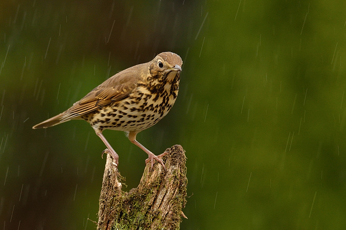 Another wet Sunday