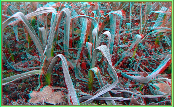 Frosted leeks and dead leaves (C):biggrin: 