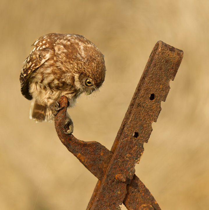 Jack Owl