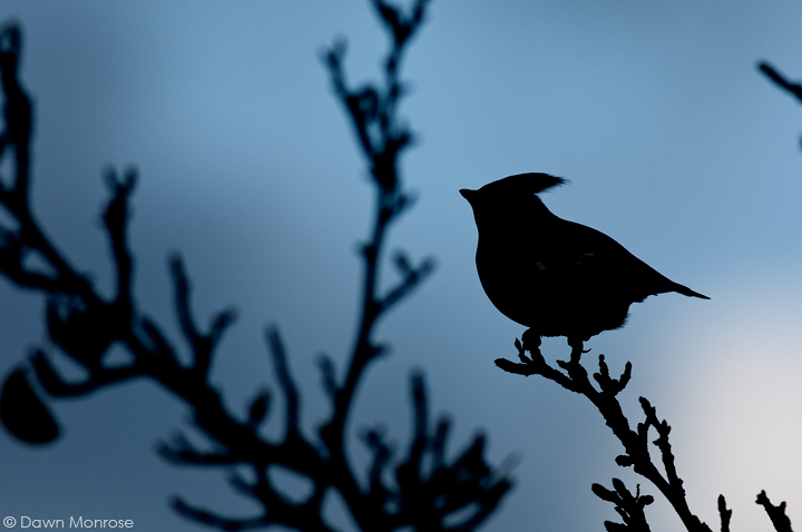 Waxwing
