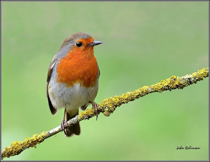 Robin+adjustment