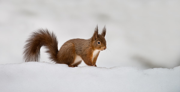 Red Squirrel Pano + New repost