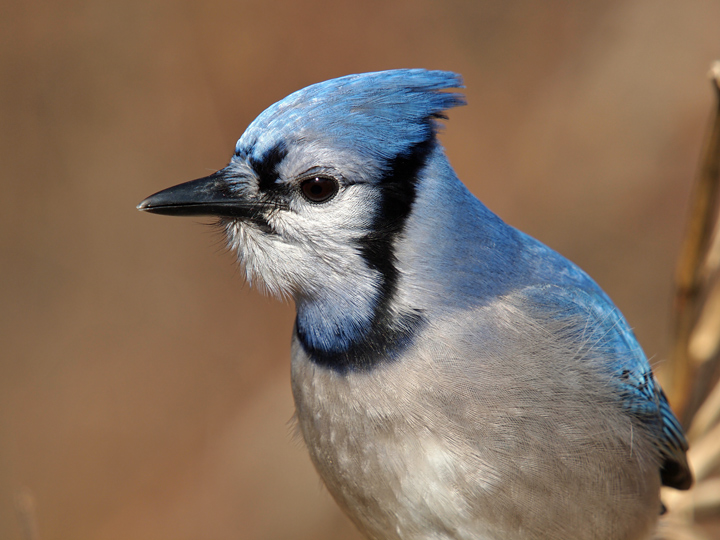 Blue Jay