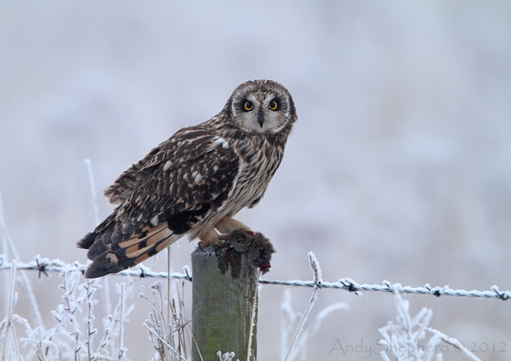Short-eared Owl with prey + repost