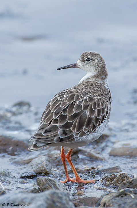 Ruff